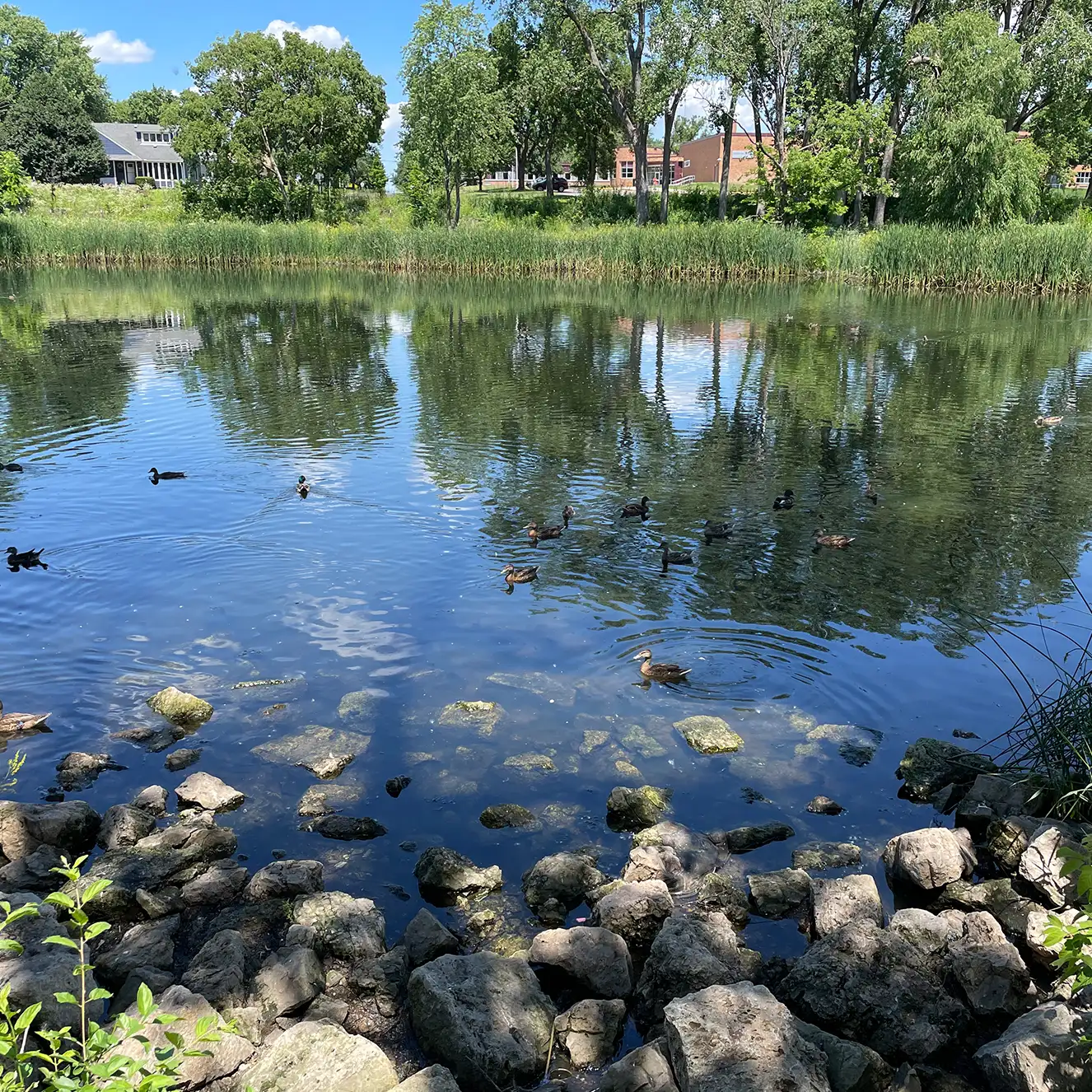 natural-pond-with-ducks-and-rocky-shoreline