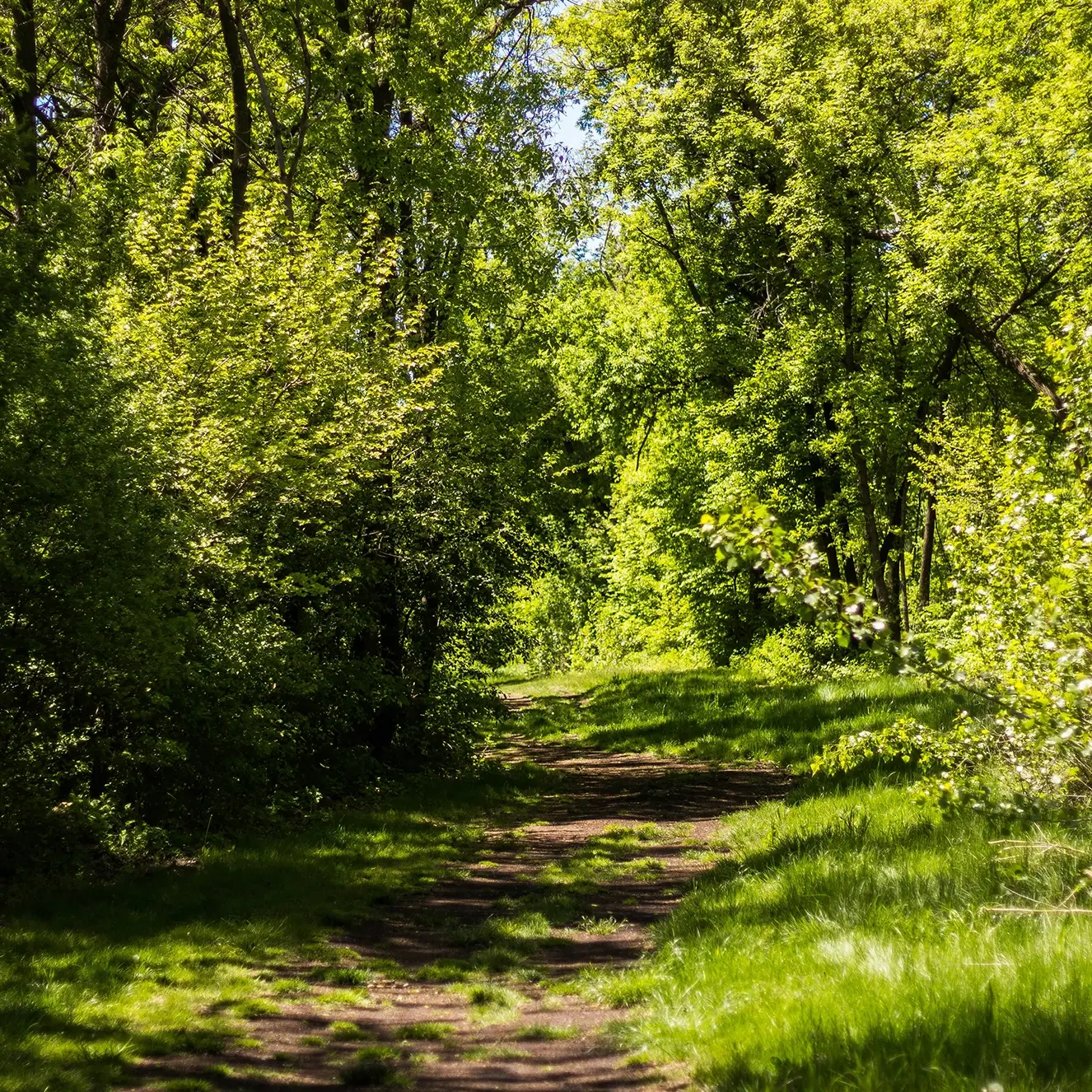 sunlit-forest-trail-with-lush-green-trees