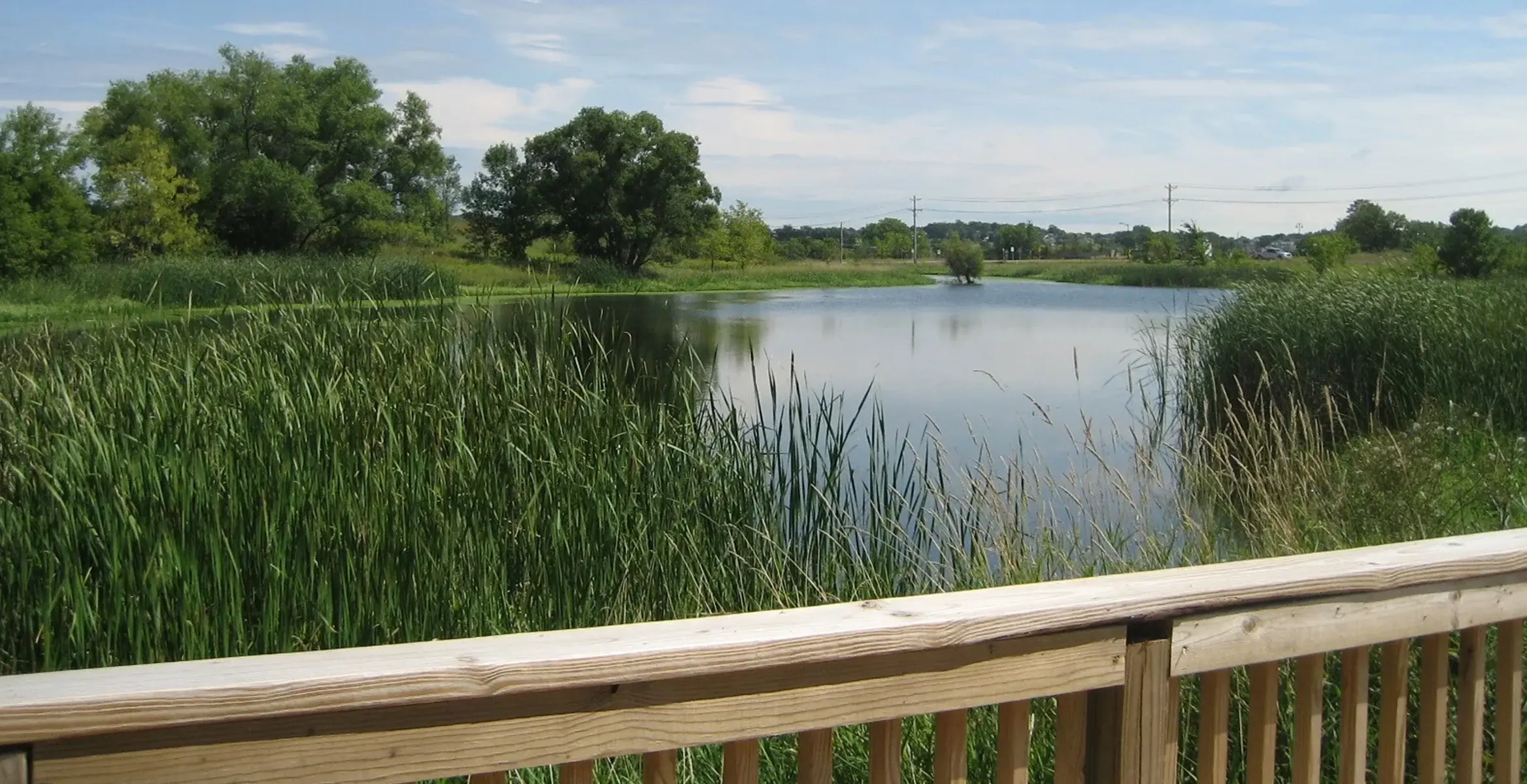 wetland-pond-boardwalk-native-reeds
